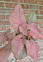 Load image into Gallery viewer, Syngonium Neon Pink
