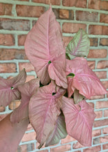 Load image into Gallery viewer, Syngonium Neon Pink
