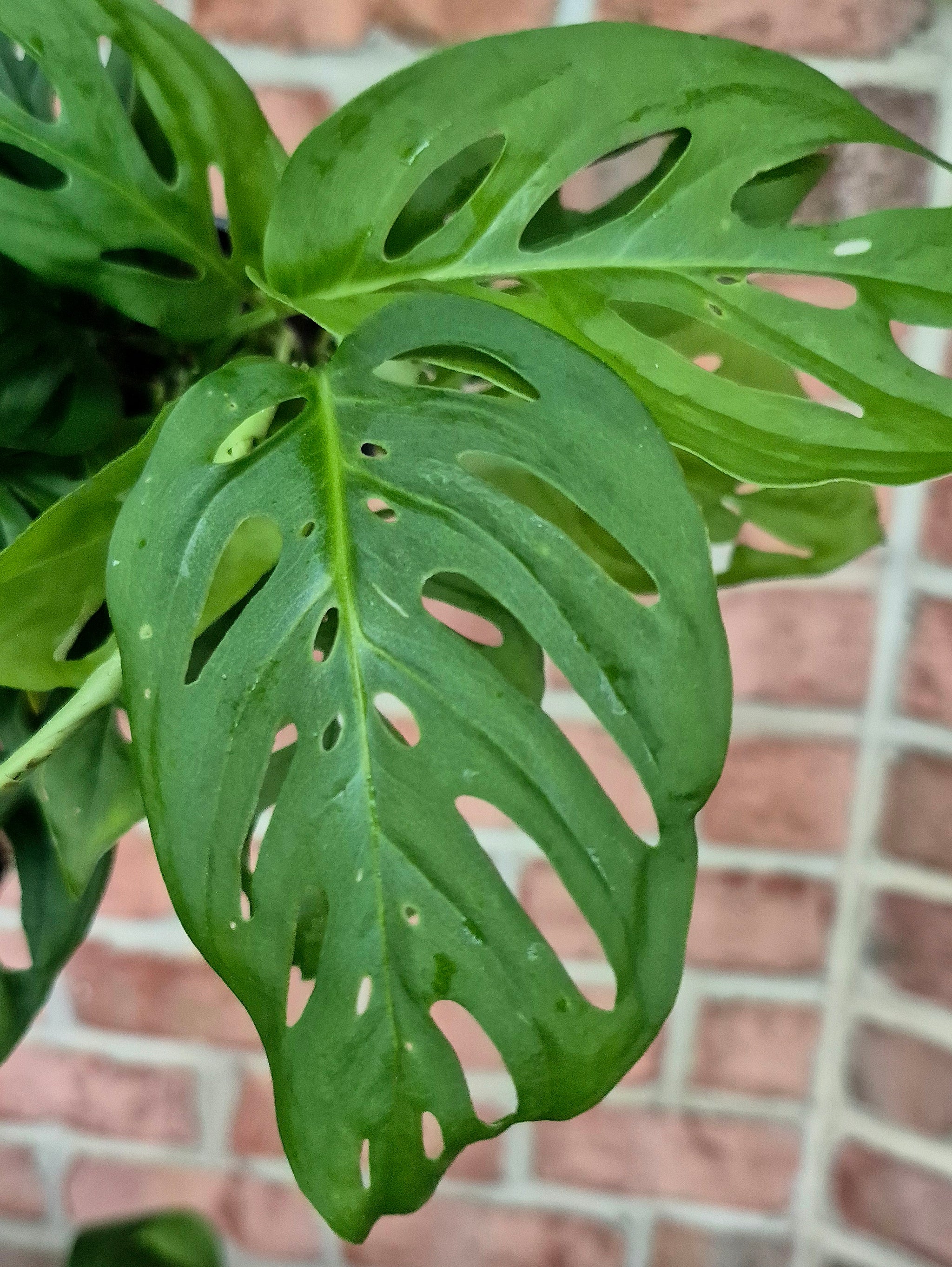 monkey mask plant vs swiss cheese Swiss Cheese Plant (Monstera adansonii) – Cedar Bridge Botanicals
