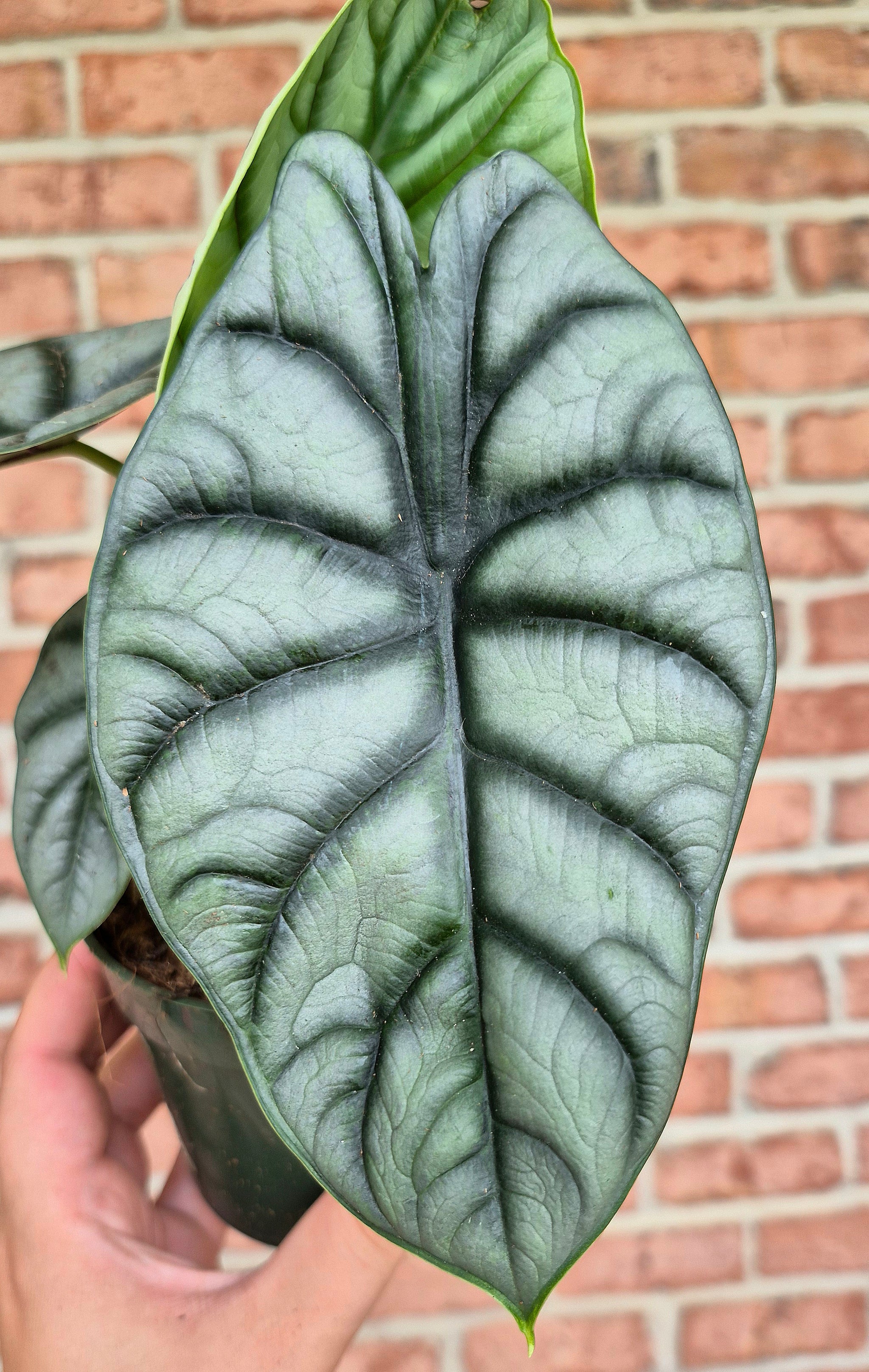 Alocasia 'Silver Dragon' – Cedar Bridge Botanicals