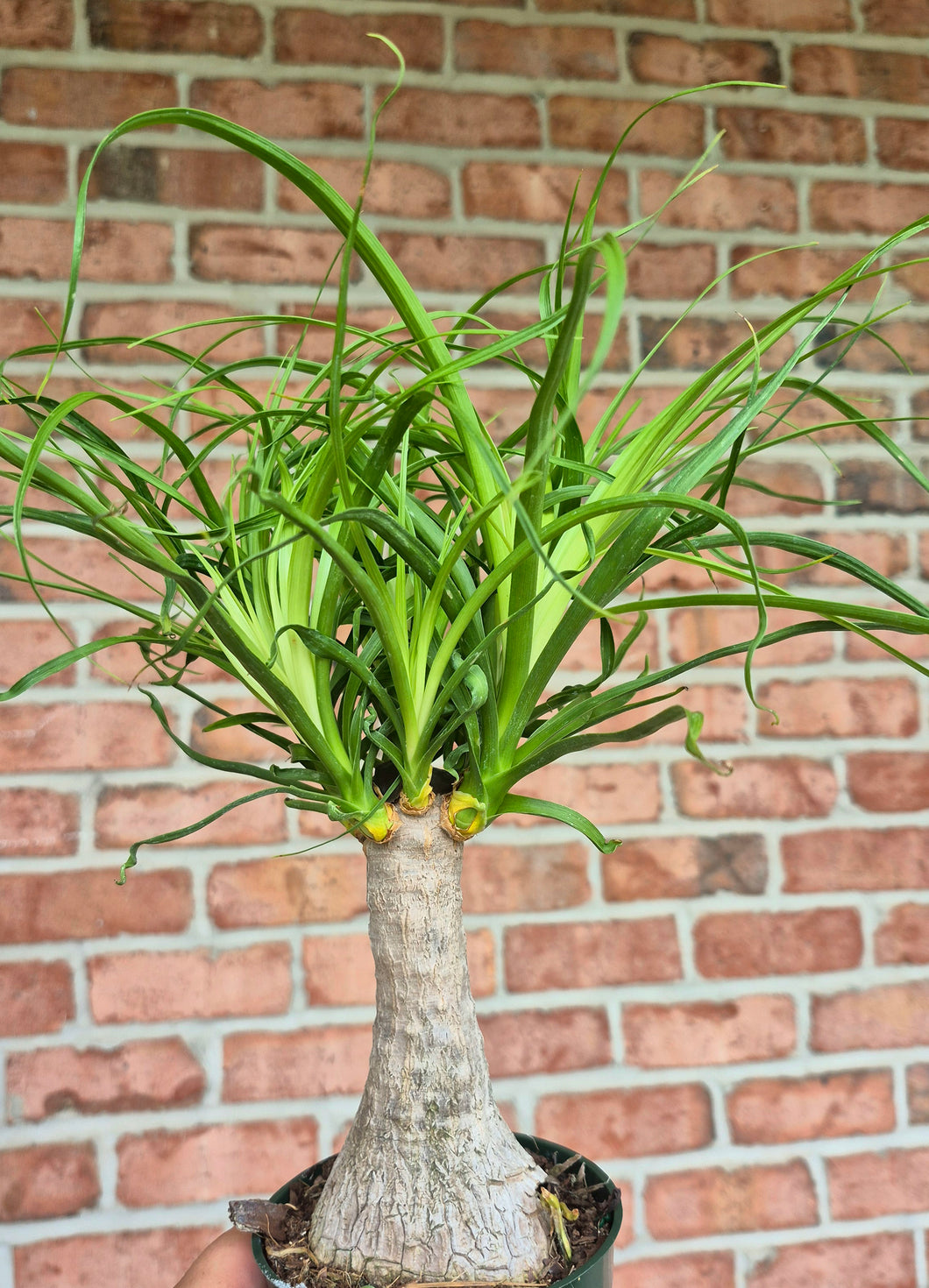 Ponytail Palm (Beaucarnea recurvata)