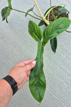 Load image into Gallery viewer, Philodendron &#39;69686&#39;
