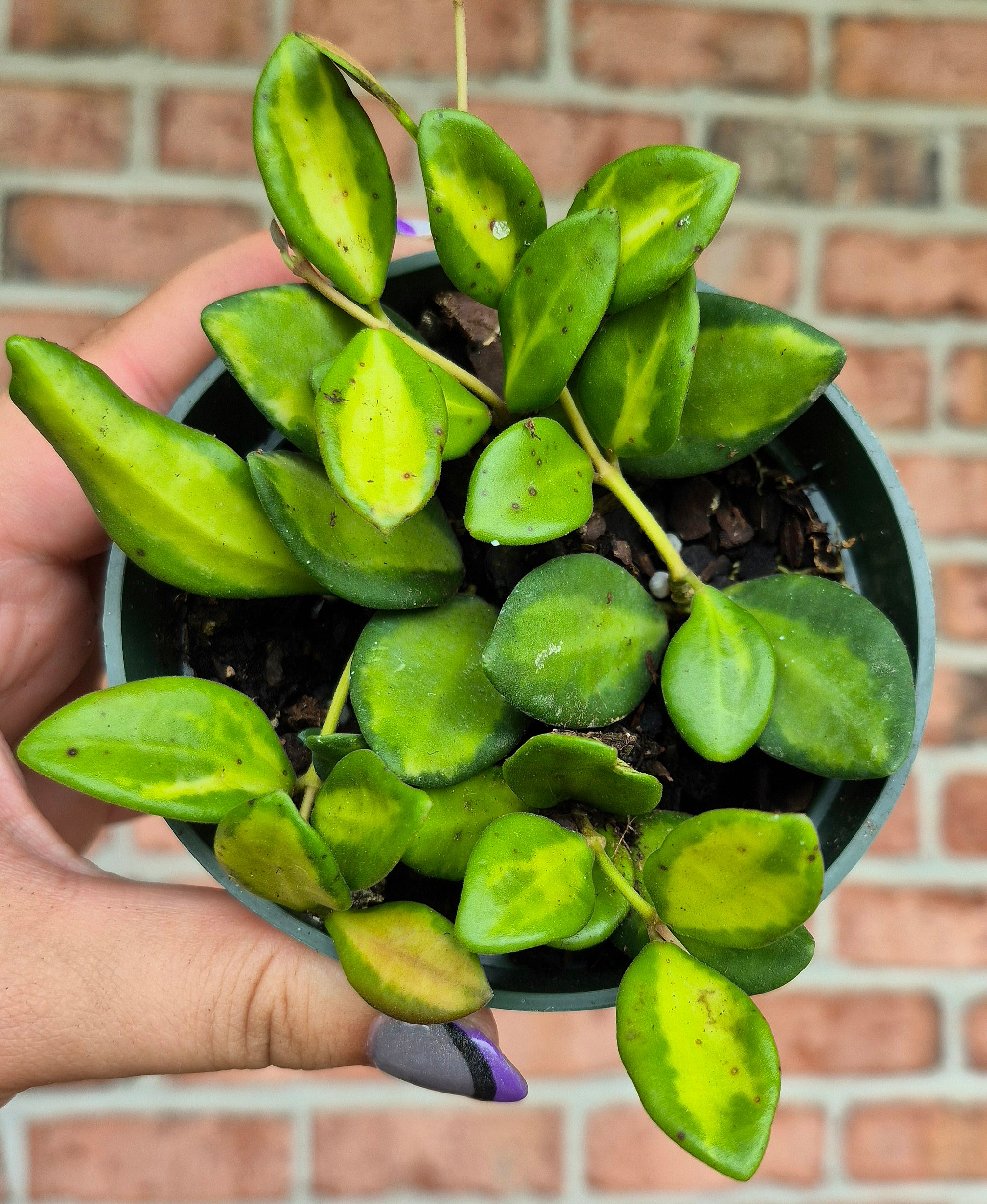 Plants – Page 18 – Cedar Bridge Botanicals