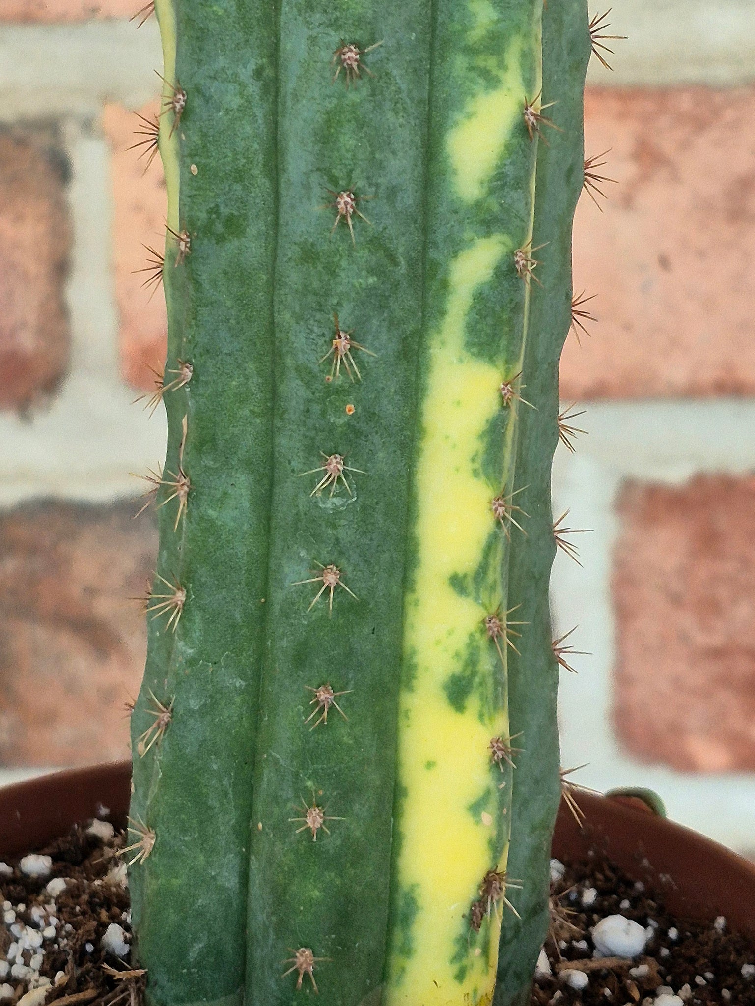 san pedro cactus info Variegated San Pedro Cactus (Trichocereus macrogonus var. pachanoi var – Cedar Bridge Botanicals