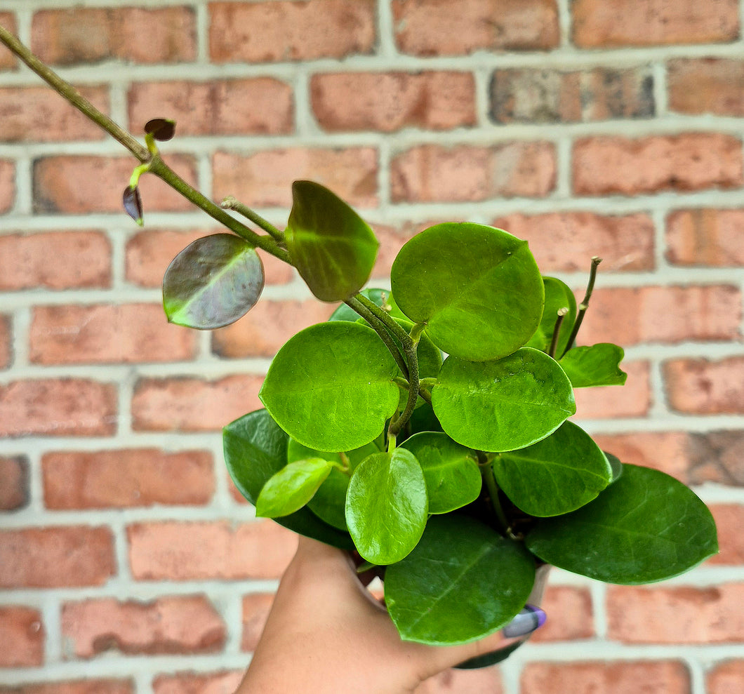 Wax Vine (Hoya australis)