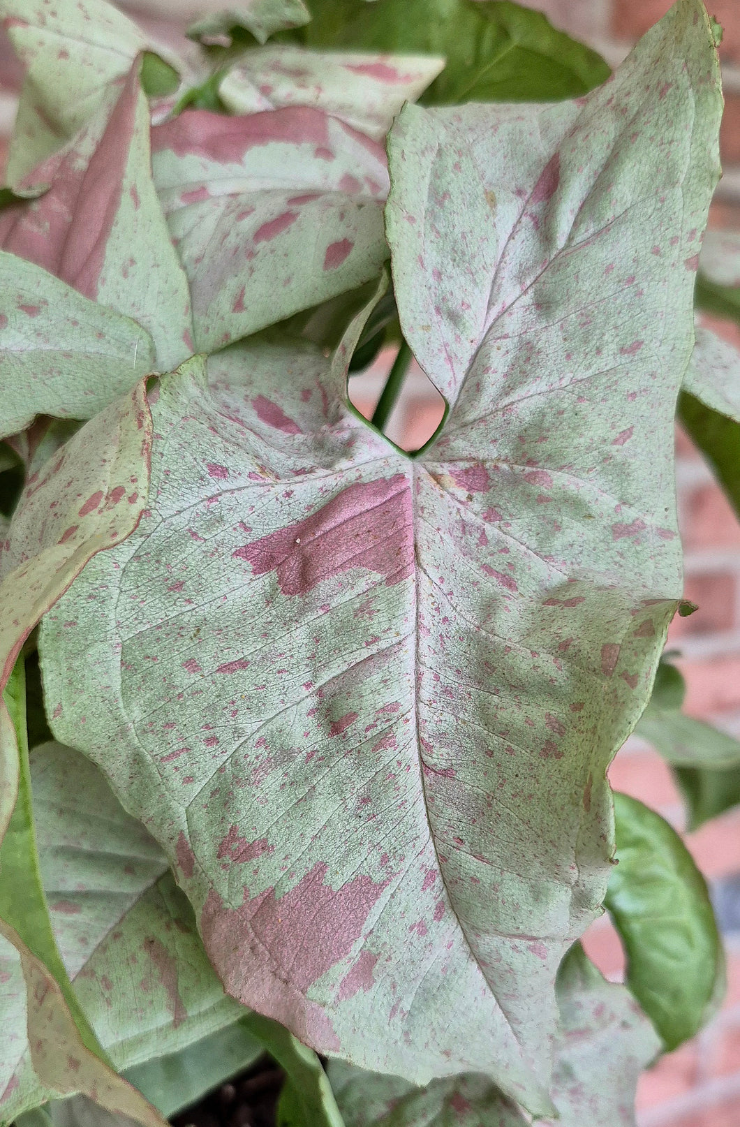 Syngonium 'Milk Confetti'