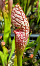 Load image into Gallery viewer, Sarracenia &#39;Martha&#39;s Furnace&#39;
