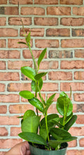Load image into Gallery viewer, Wax Vine (Hoya australis)
