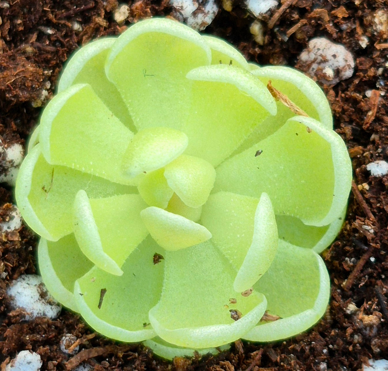 succulent carnivorous plant Pinguicula esseriana 'Agua de Leon' (Butterwort) – Cedar Bridge Botanicals
