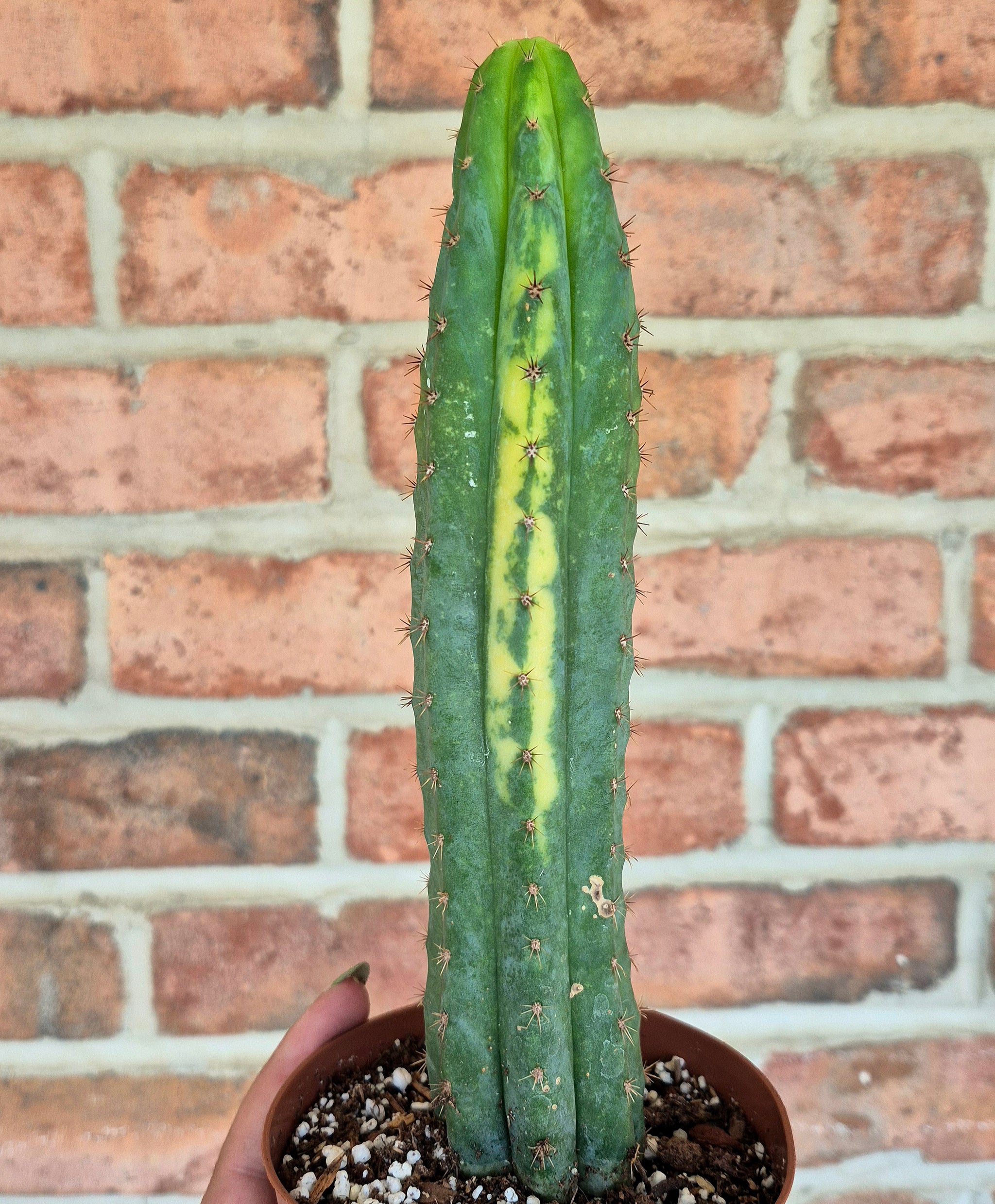 san pedro cactus spines Variegated San Pedro Cactus (Trichocereus macrogonus var. pachanoi var – Cedar Bridge Botanicals