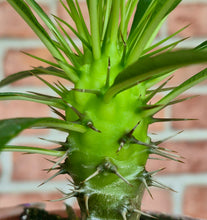Load image into Gallery viewer, Madagascar Palm (Pachypodium lamerei)
