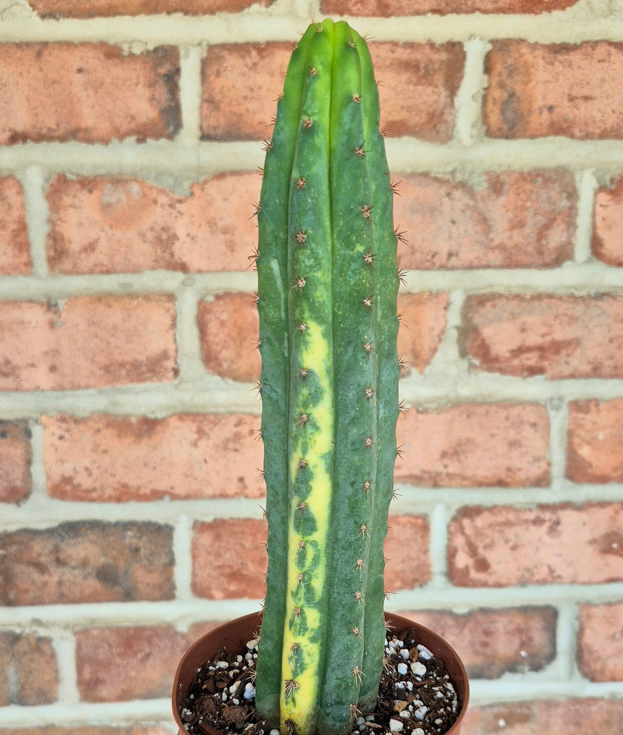 san pedro cactus cold hardiness Variegated San Pedro Cactus (Trichocereus macrogonus var. pachanoi var – Cedar Bridge Botanicals