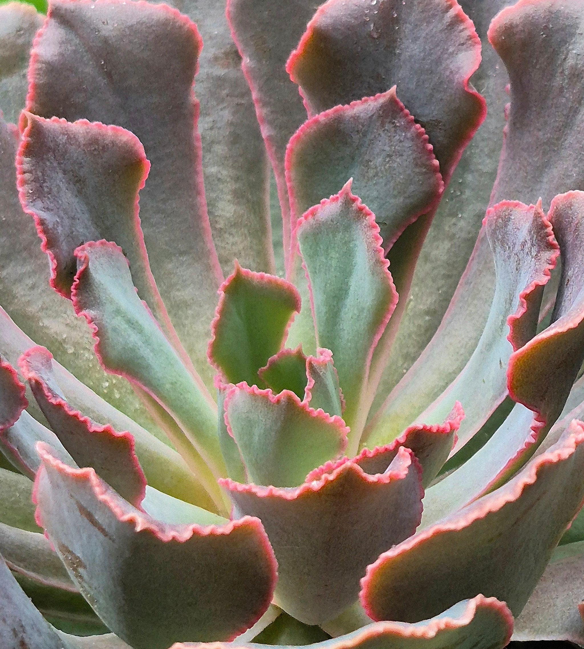 Echeveria shaviana – Cedar Bridge Botanicals Echeveria shaviana – Cedar Bridge Botanicals