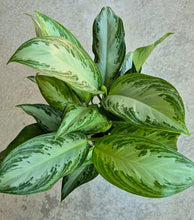 Load image into Gallery viewer, Silver Bay Chinese Evergreen (Aglaonema &#39;Silver Bay&#39;)
