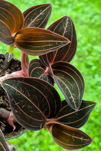 Load image into Gallery viewer, Jewel Orchid (Ludisia discolor)

