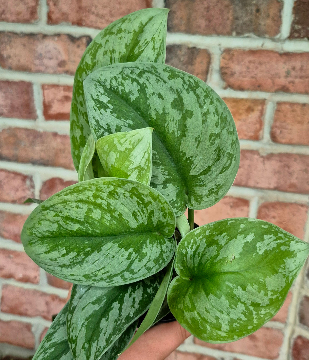 silver satin pothos water Silver Satin Pothos (Scindapsus pictus) – Cedar Bridge Botanicals