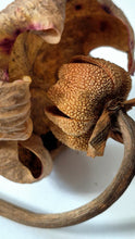 Load image into Gallery viewer, Sarracenia Seeds Mystery Mix
