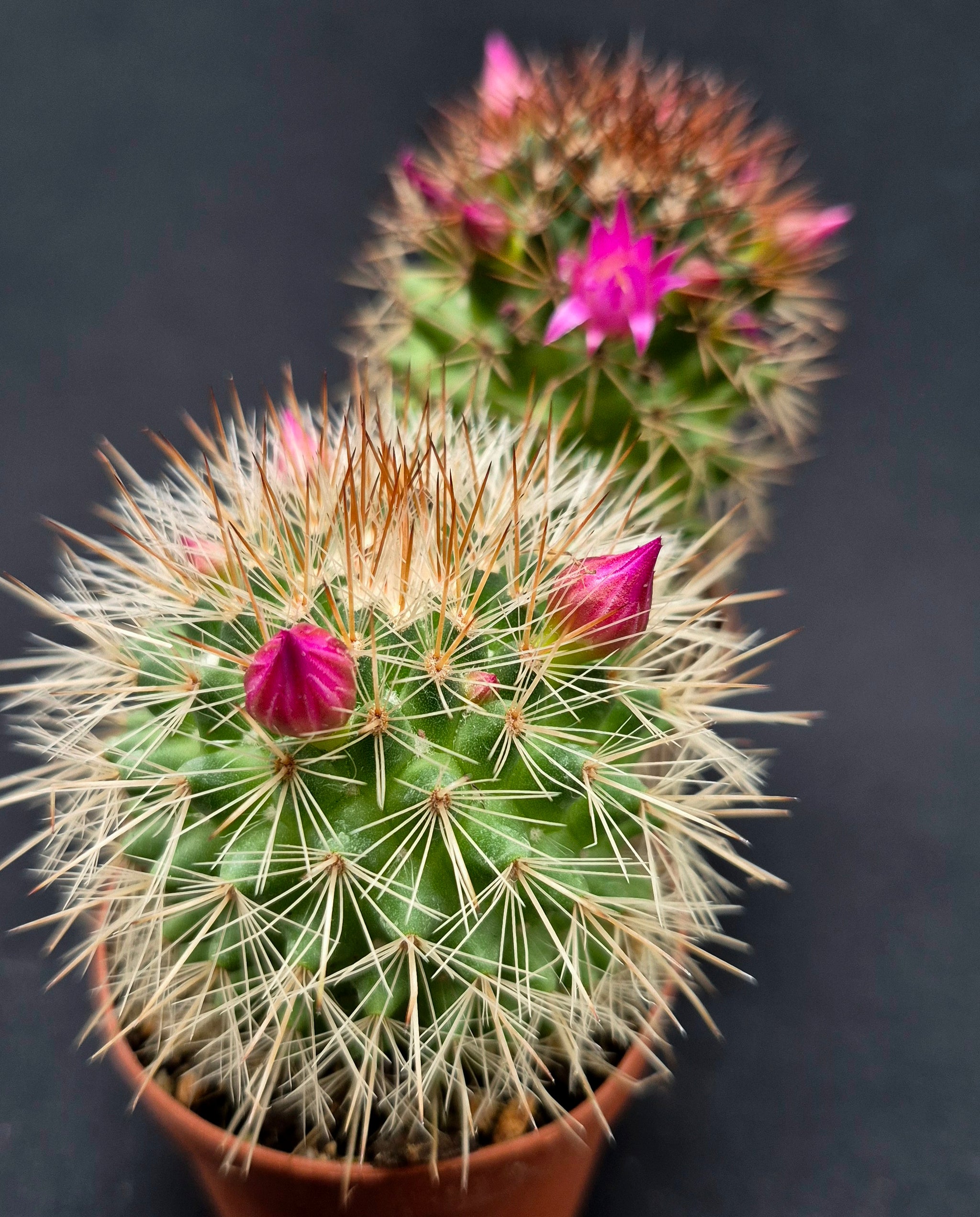 Plants – Page 13 – Cedar Bridge Botanicals