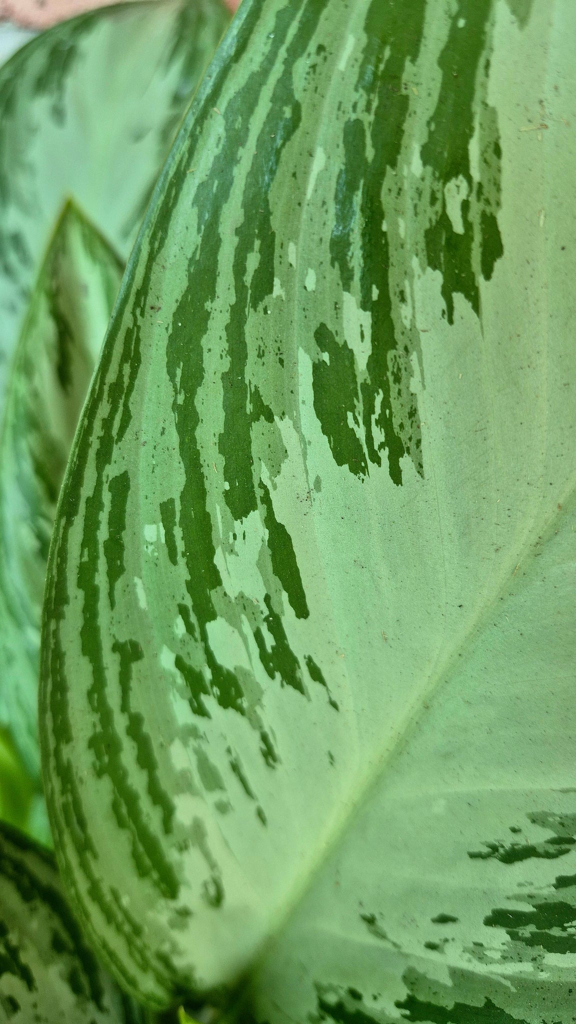 aglaonema commutatum silver bay Silver Bay Chinese Evergreen (Aglaonema 'Silver Bay') – Cedar Bridge Botanicals