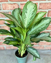 Load image into Gallery viewer, Silver Bay Chinese Evergreen (Aglaonema &#39;Silver Bay&#39;)
