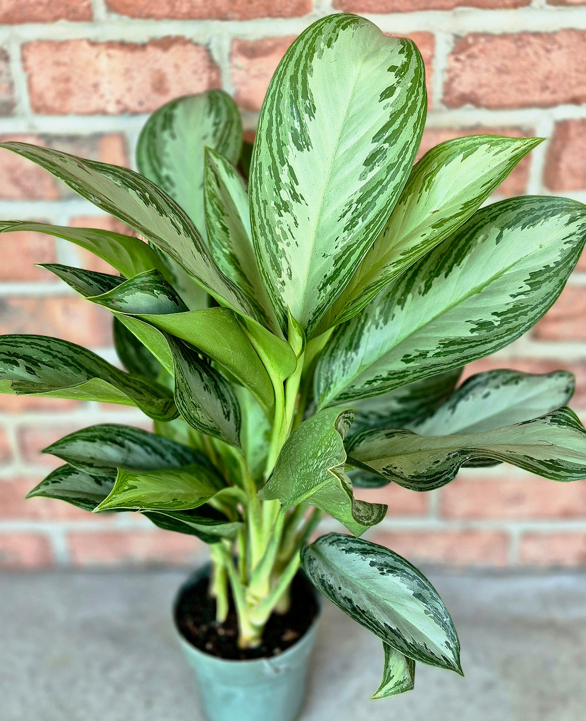 aglaonema silver bay pets Silver Bay Chinese Evergreen (Aglaonema 'Silver Bay') – Cedar Bridge Botanicals
