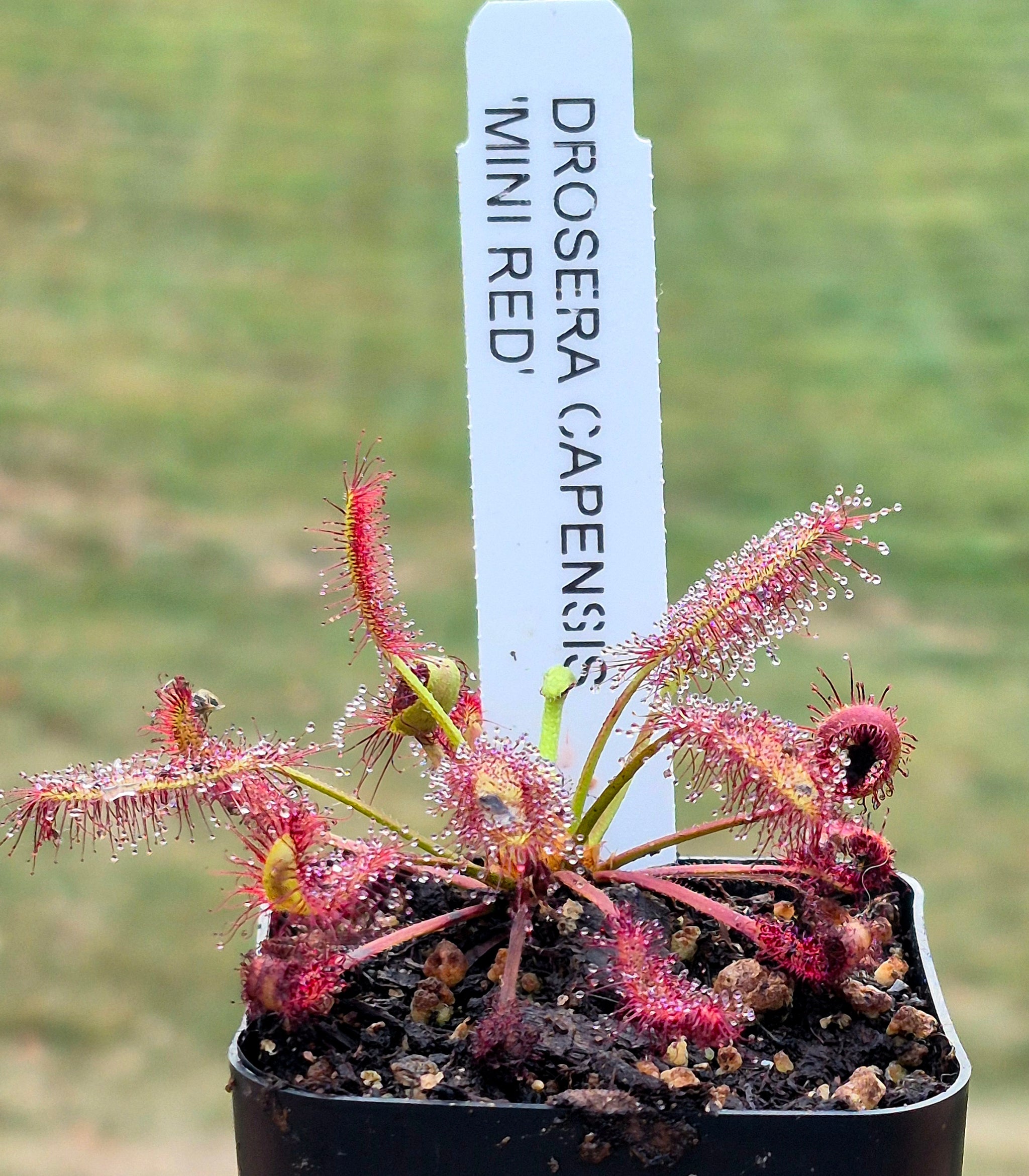 Drosera capensis 'Mini Red' – Cedar Bridge Botanicals