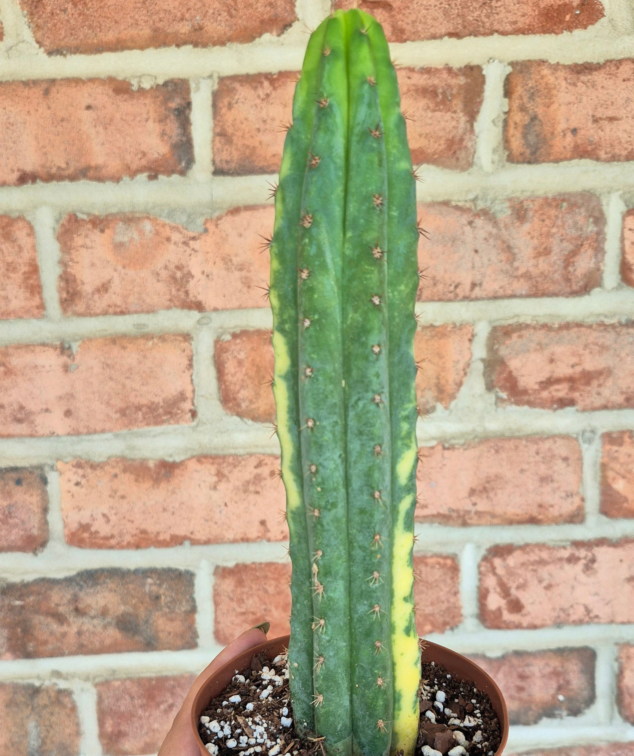 Variegated San Pedro Cactus (Trichocereus macrogonus var. pachanoi var –  Cedar Bridge Botanicals