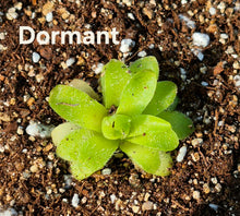 Load image into Gallery viewer, Pinguicula &#39;Crystal&#39; (Butterwort)
