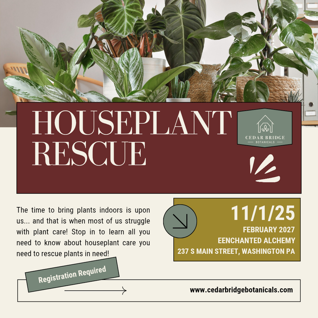 Houseplant Rescue