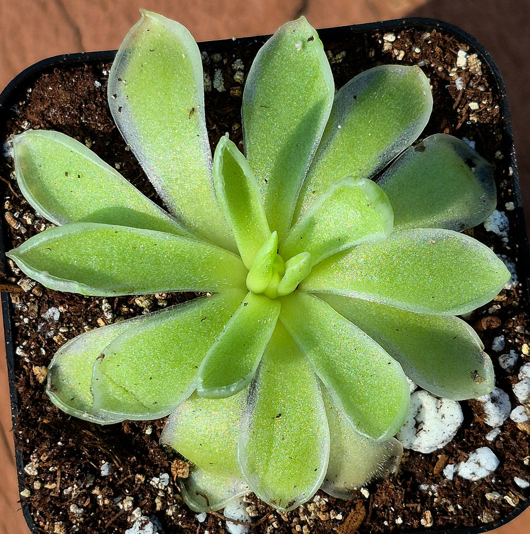 Pinguicula 'Snow Queen'