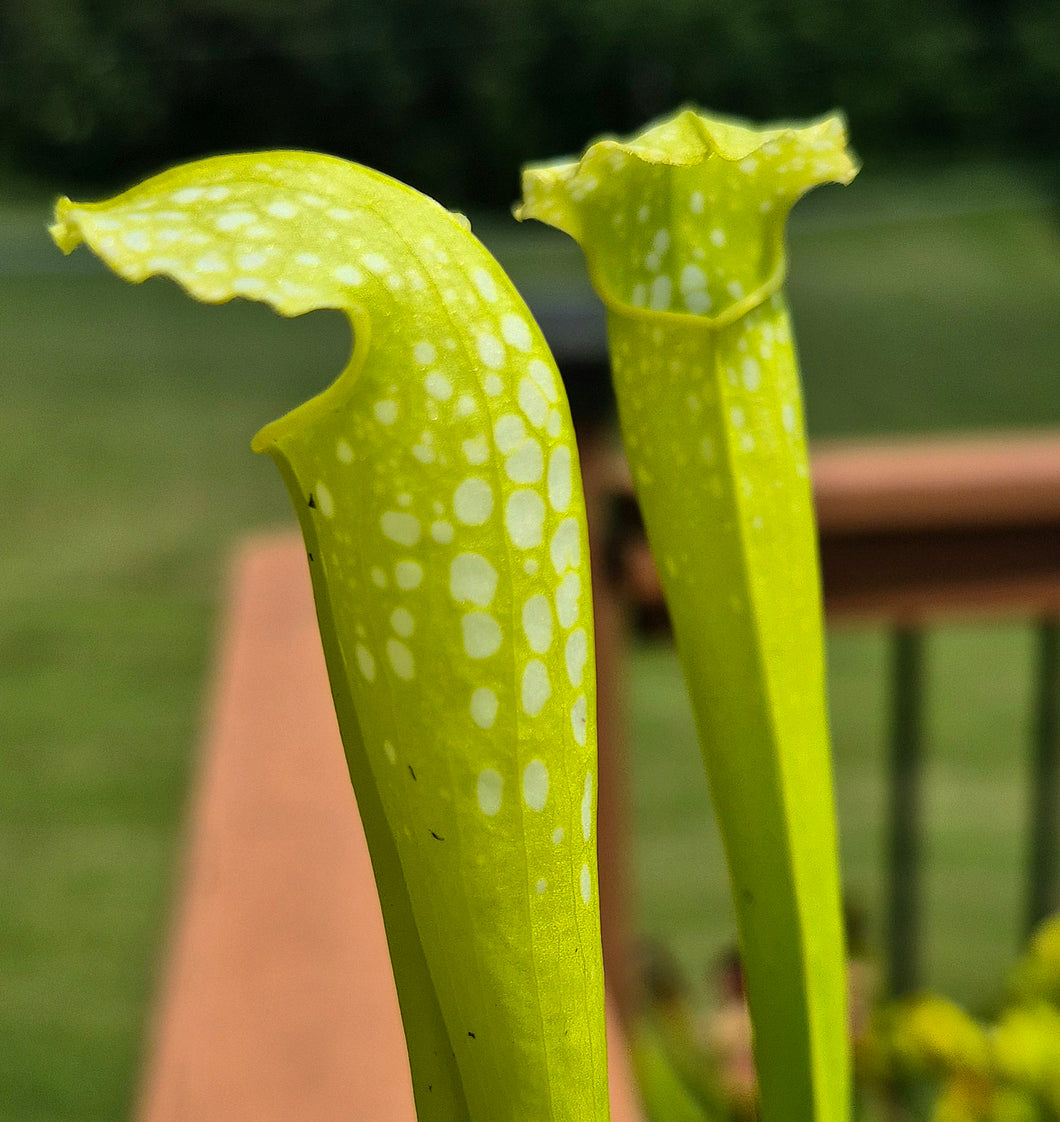 Sarracenia 'Green Monster' (American Pitcher Plant)
