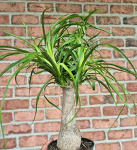 Load image into Gallery viewer, Ponytail Palm (Beaucarnea recurvata)
