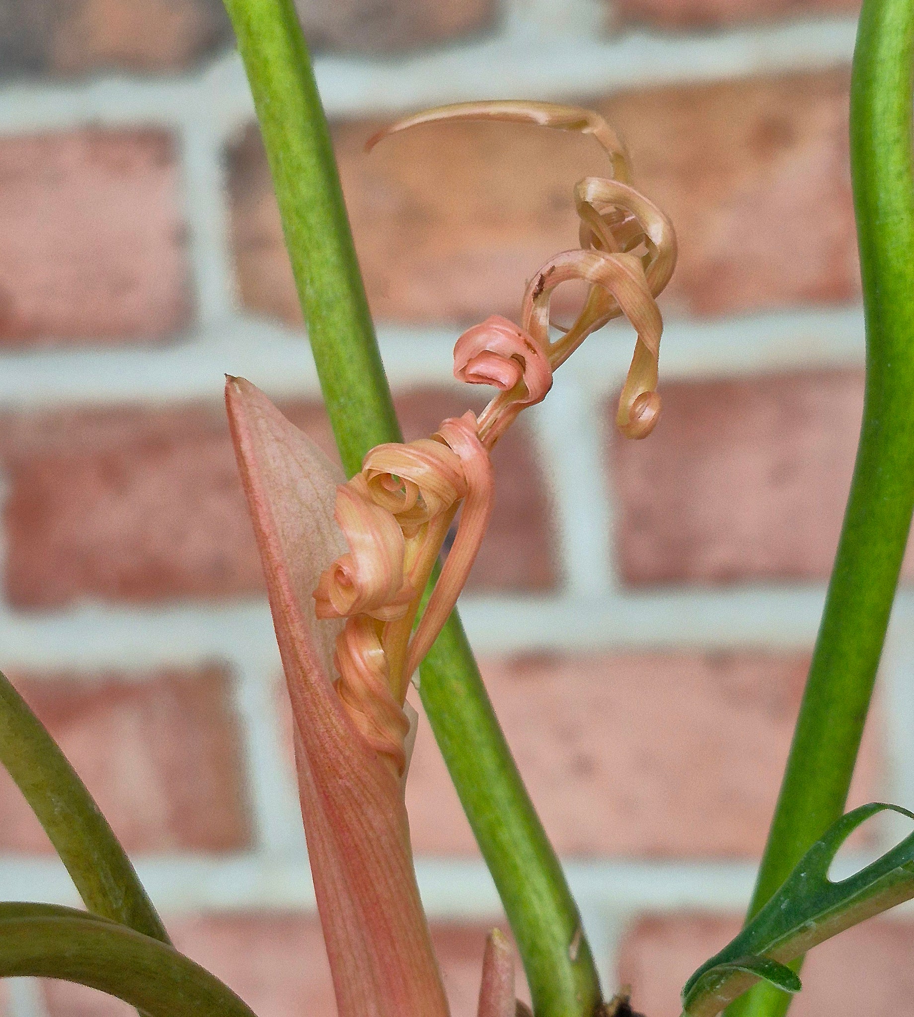 philodendron tortum seeds Philodendron tortum – Cedar Bridge Botanicals