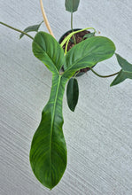 Load image into Gallery viewer, Philodendron &#39;69686&#39;
