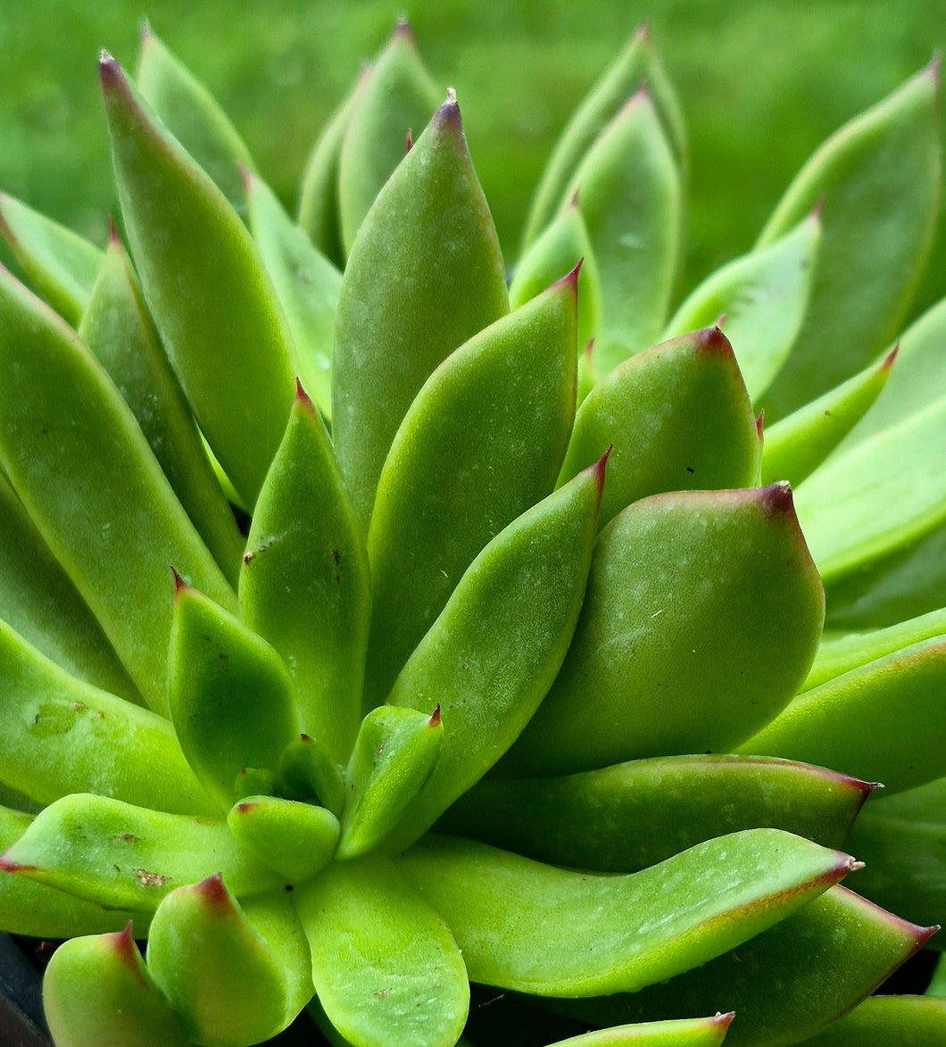 Echeveria agavoides 'Miranda'