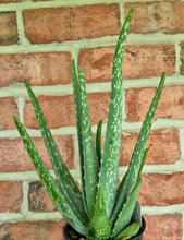 Load image into Gallery viewer, Aloe vera
