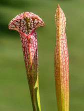Load image into Gallery viewer, Sarracenia &#39;Martha&#39;s Furnace&#39;

