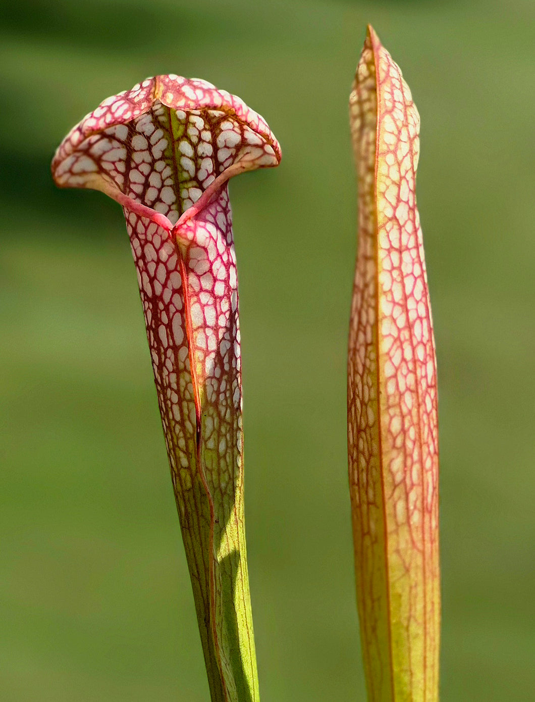 Sarracenia 'Martha's Furnace'