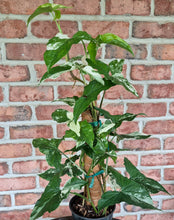 Load image into Gallery viewer, Syngonium albo Totem
