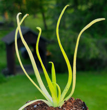 Load image into Gallery viewer, Pinguicula moctezumae (Butterwort)
