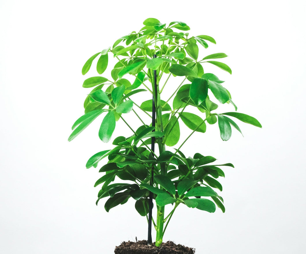 Umbrella Tree (Schefflera sp.) – Cedar Bridge Botanicals