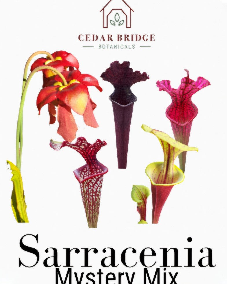 Sarracenia Seeds Mystery Mix