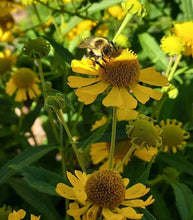 Load image into Gallery viewer, Sneezeweed (Helen&#39;s Flower, Helenium autumnale) PA NATIVE- BARE ROOT
