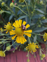 Load image into Gallery viewer, Sneezeweed (Helen&#39;s Flower, Helenium autumnale) PA NATIVE- BARE ROOT
