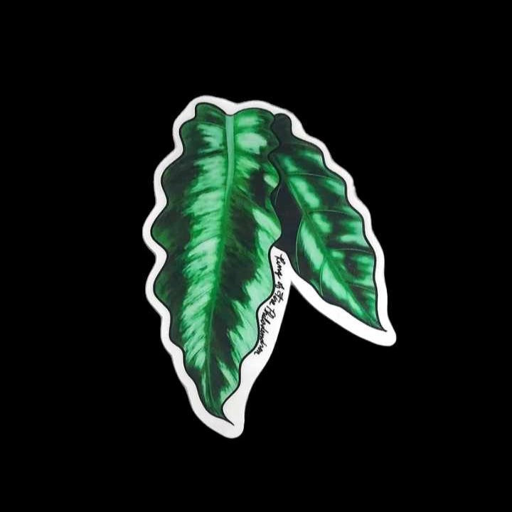 Philodendron Jungle Boogie Sticker