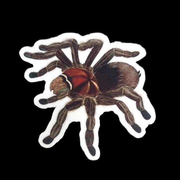 Rose Hair Tarantula Sticker