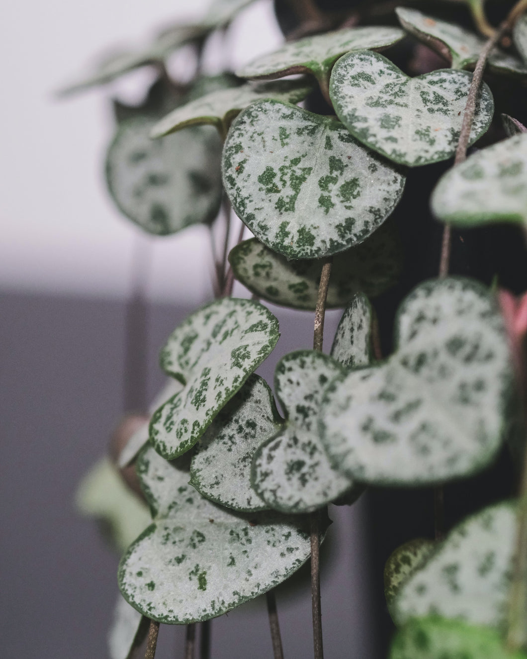 String of Hearts (Ceropegia woodii)