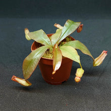 Load image into Gallery viewer, Nepenthes Bloody Mary
