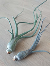 Load image into Gallery viewer, Tillandsia baileyi
