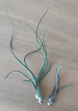 Load image into Gallery viewer, Tillandsia baileyi
